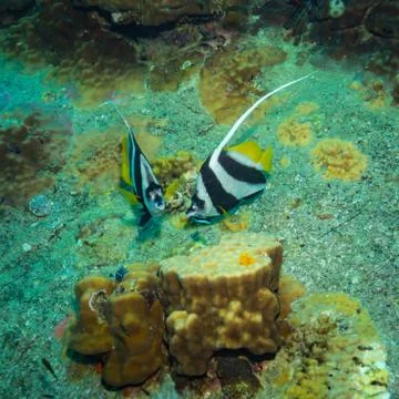 Butterflyfish Stock Photos