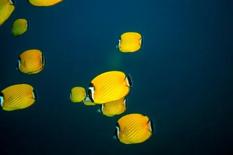 Butterflyfish Stock Photos