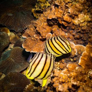Butterflyfish Stock Photos