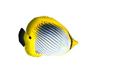 Butterflyfish 写真素材