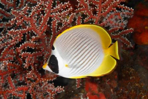 Butterflyfish Stock Photos