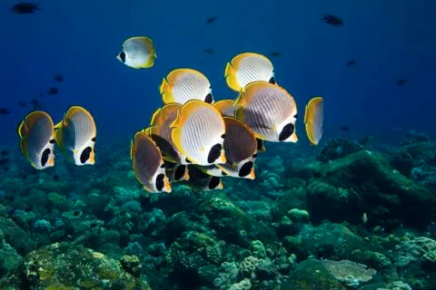 Butterflyfish 写真素材