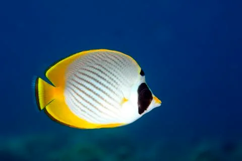 Butterflyfish Stock Photos