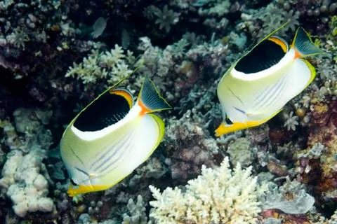 Butterflyfish Stock Photos