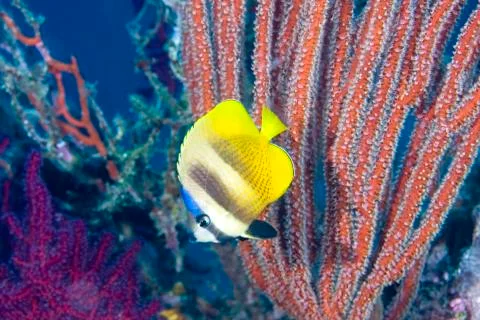 Butterflyfish Stock Photos
