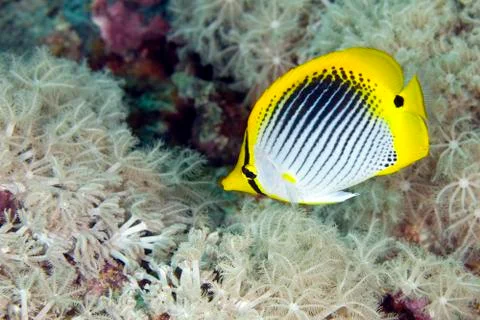 Butterflyfish Stock Photos