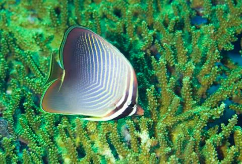 Butterflyfish Stock Photos