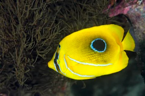 Butterflyfish Stock Photos