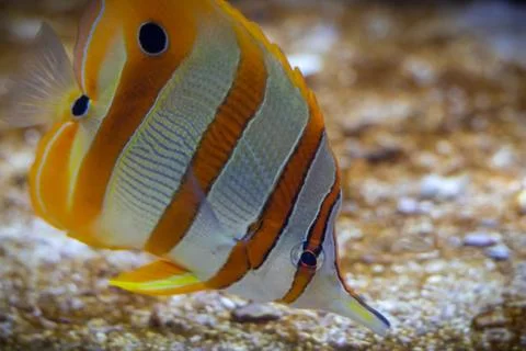 Butterflyfish Stock Photos