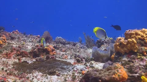 Butterflyfish (Spotfin 2) Видео 7767014