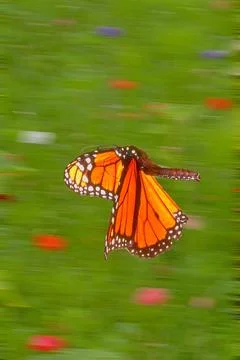 ButterflyFlight1 Stock Photos