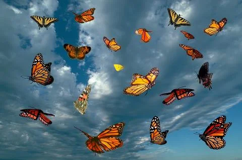 ButterflyFlightCollage Stock Photos