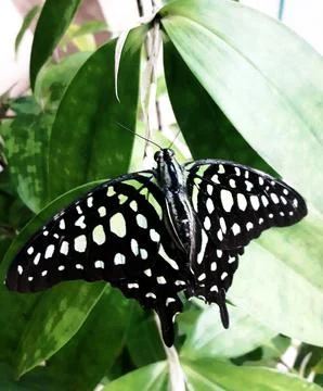 Butterfly/insect Stock Photos