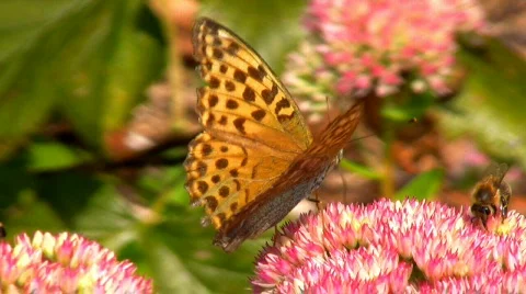 Butterflys and Bees Stock Footage 603668