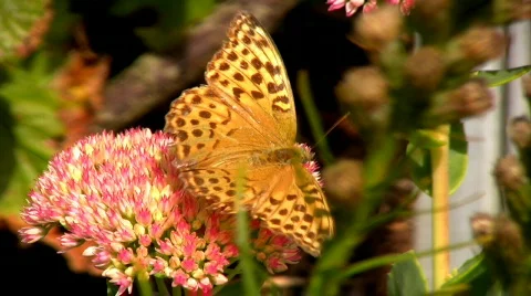 Butterflys and Bees Stock Footage 603759