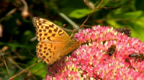 Butterflys and Bees Stock Footage 603791