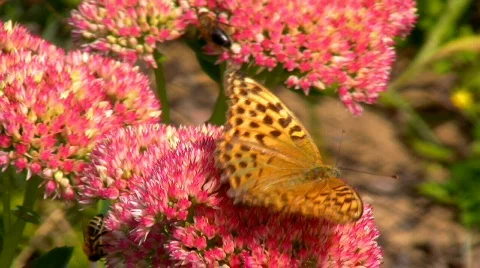 Butterflys and Bees Stock Footage 603827