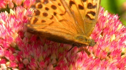 Butterflys and Bees Stock Footage 603962