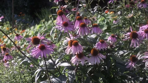 Butterflys and Bees Pollinating Echinacea Flowers, Left Pan Stock Footage 161102072