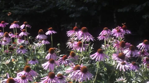 Butterflys and Bees Pollinating Echinacea Flowers, Left Pan Stock Footage 161102616