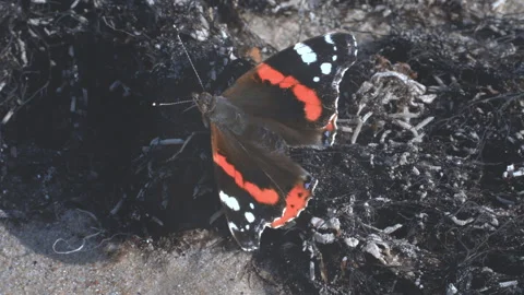 The butterfly's colorful wings flutter in the wind Video stock 306304102