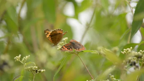 Butterflys Dancing Stock Footage 226897842
