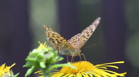 Butterflys Dark Green Fritillary and Red Admiral Stock Footage