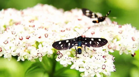 Butterflys on the flower Stock Footage 25135673