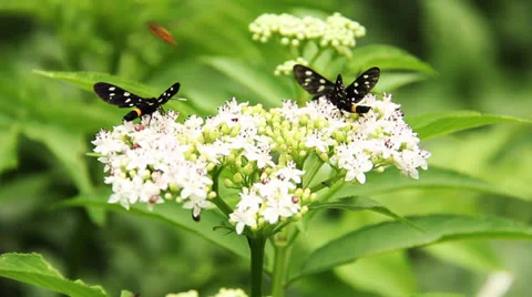 Butterflys on the flower Stock Footage 25135782