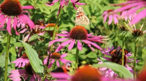 Butterflys in flowers Video stock 11868501