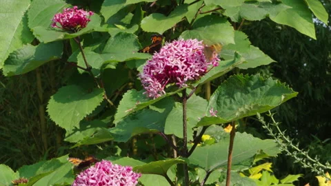Butterflys Flowers Stock Footage 317776279