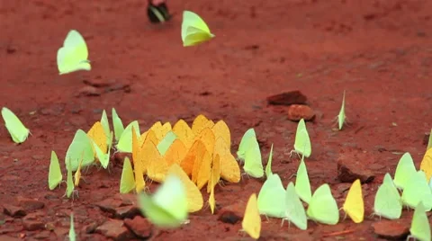 Butterflys Stock-Footage 10212710
