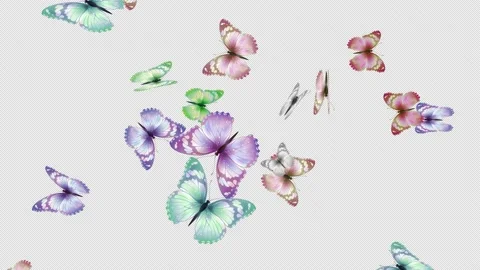 Butterflys Loop Stock Footage 167352836