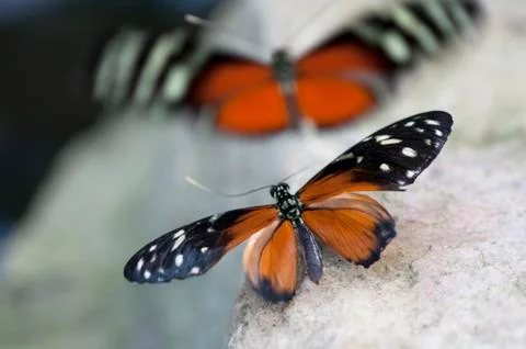 Butterfly's mating Foto stock