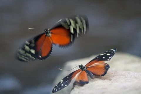 Butterfly's mating Stock Photos
