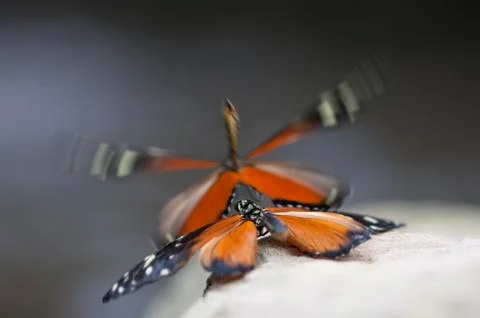 Butterfly's mating Stock Photos