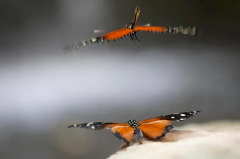 Butterfly's mating Fotos de archivo