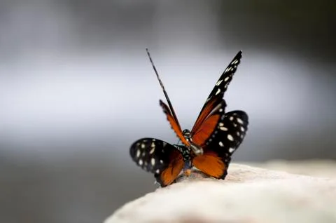 Butterfly's mating Stock Photos