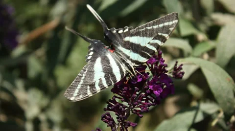 Butterfly's Playing Video stock 36969458