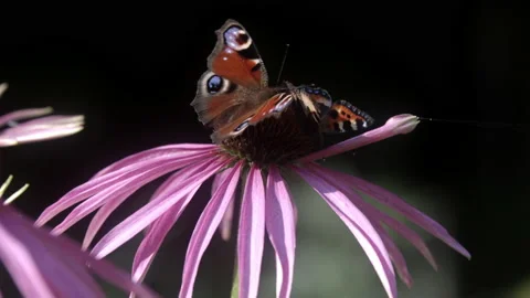 Butterflys Pollinating Echinacea Flowers Stock Footage 161170537