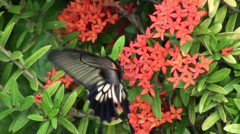 Butterfly's proboscis Stock Footage 44062529