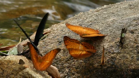 Butterflys by the river  Vidéo 1004419