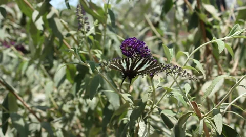 Butterflys, strips Video stock 36969993