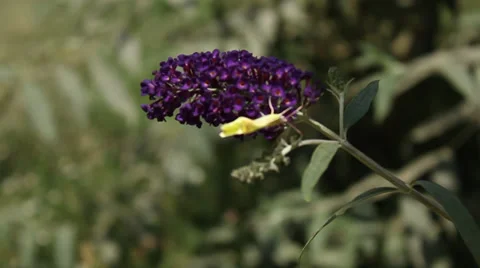 Butterflys in the wind Video stock 36969820