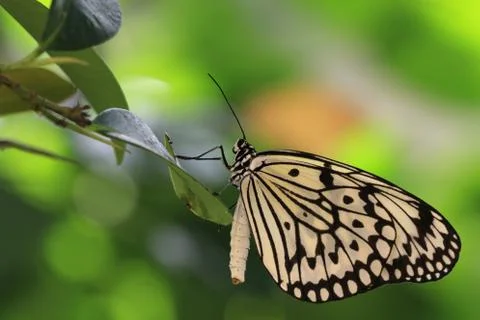 Butterfly,Tree Nymphs Stock Photos