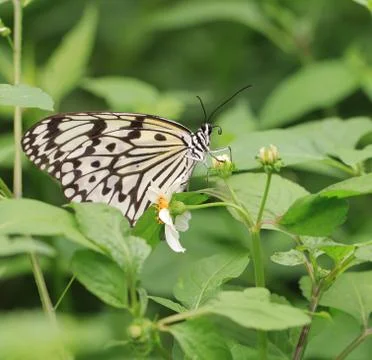 Butterfly,Tree Nymphs,Idea ieuconoe Stock Photos