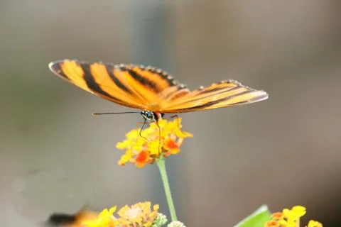 Butterfy Stock Photos