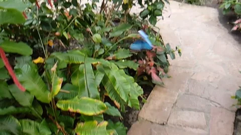 Butterfy slow motion blue Stock Footage 85690261