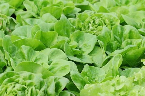 Butterhead Lettuce Foto stock