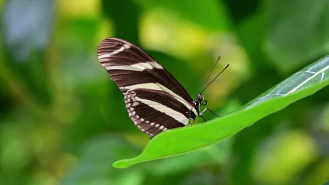 Butterlfy on a leaf Stock Footage 203836098